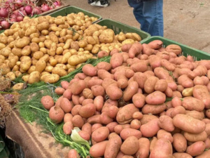 مهنيون يعزون أسباب ارتفاع أسعار البطاطس لعدم احترام قيود التصدير