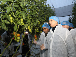 منتجو الطماطم بالمغرب غاضبون بسبب انخفاض الإنتاج والجفاف وارتفاع الكُلفة