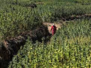 أول حصاد قانوني للقنب الهندي في المغرب يسفر عن جني 294 طنًا