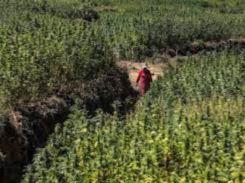 أول حصاد قانوني للقنب الهندي في المغرب يسفر عن جني 294 طنًا
