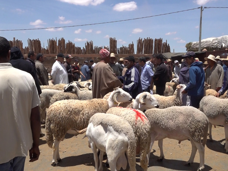 إقبال محتشم على أضاحي العيد بسبب الأسعار المرتفعة 