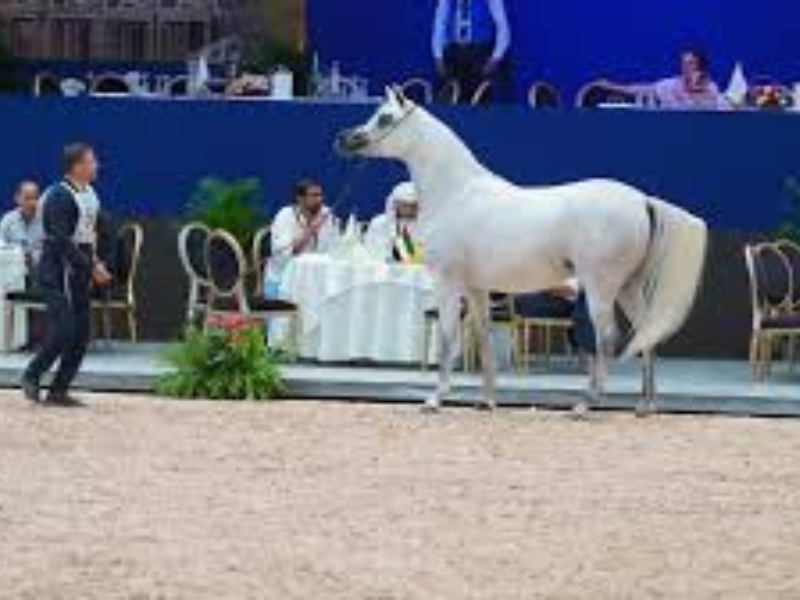 عروض مبهرة لجمال الخيول العربية الأصيلة في معرض الفرس بالجديدة