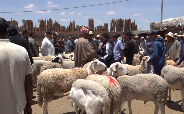 إقبال محتشم على أضاحي العيد بسبب الأسعار المرتفعة 