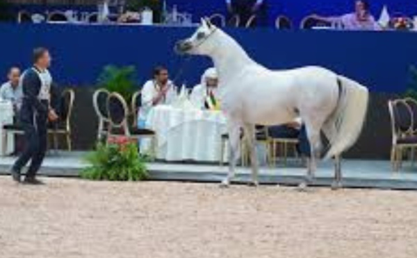 عروض مبهرة لجمال الخيول العربية الأصيلة في معرض الفرس بالجديدة