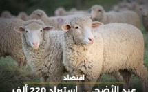 عيد الأضحى: استيراد 220 ألف رأس من الأغنام لحدود الآن 