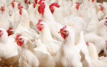 ارتفاع مُرتقب في أسعار الدواجن بالأسواق المغربية: تحذير من الجمعية الوطنية لمربي الدجاج اللحم