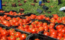 الطماطم بأسعار منخفضة: المغرب يتمتع بانخفاض غير متوقع